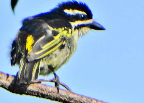 Image of Pogoniulus bilineatus bilineatus (Sundevall 1850)