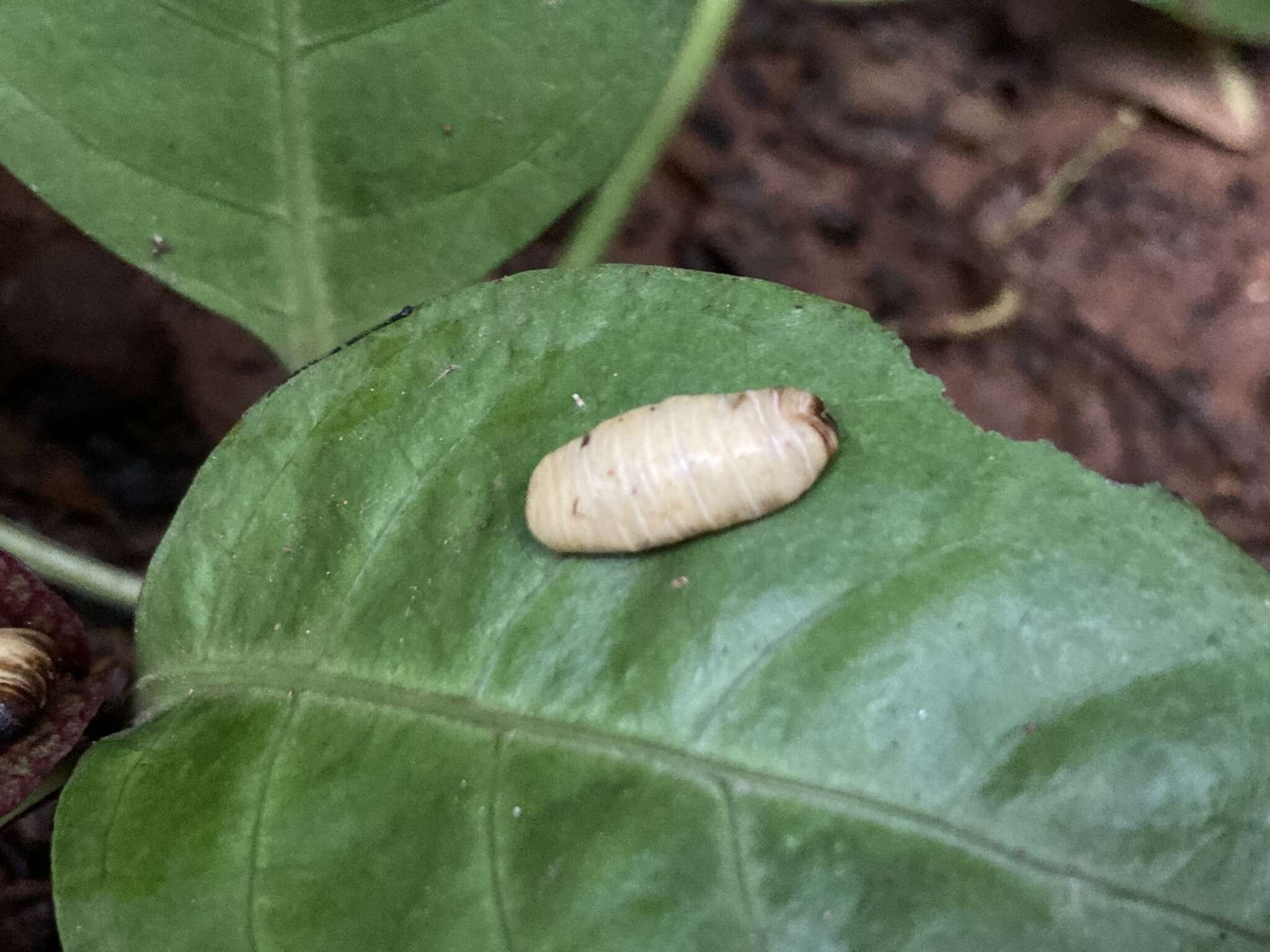 Image of Caterpillar slug