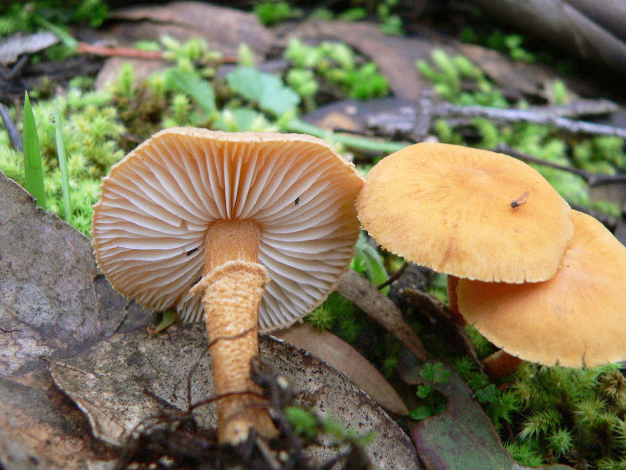 Image of Cystoderma muscicola (Cleland) Grgur. 1997