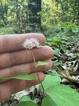 Image of Spiraea corymbosa