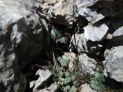 Image of Cyclamen balearicum Willk.