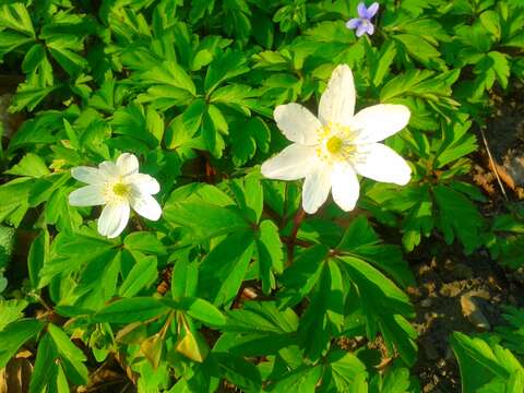 Imagem de Anemone nemorosa L.