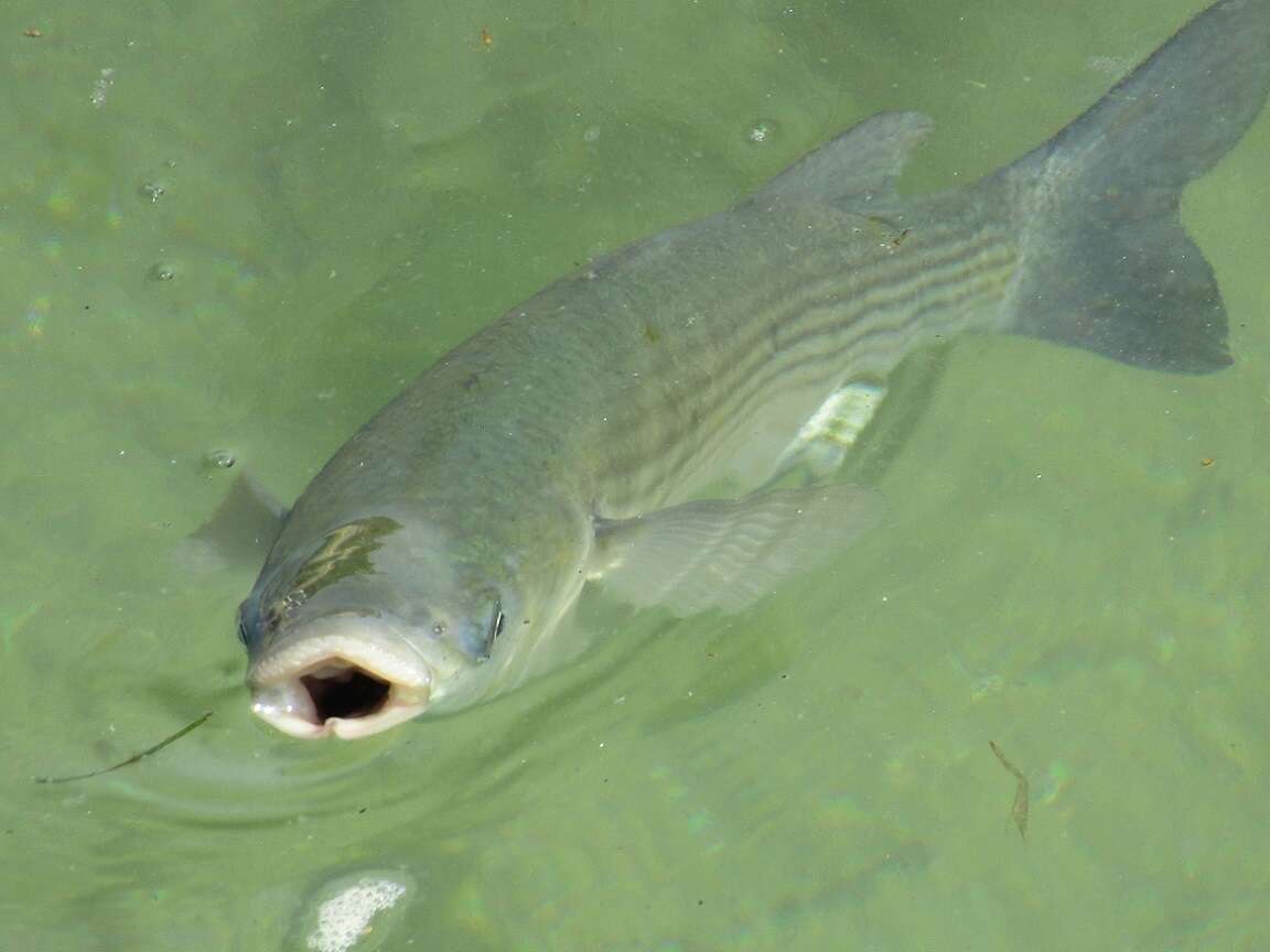 Image of Grey Mullet