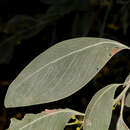 Image of Acacia bancroftiorum Maiden