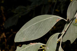 Image of Acacia bancroftiorum Maiden