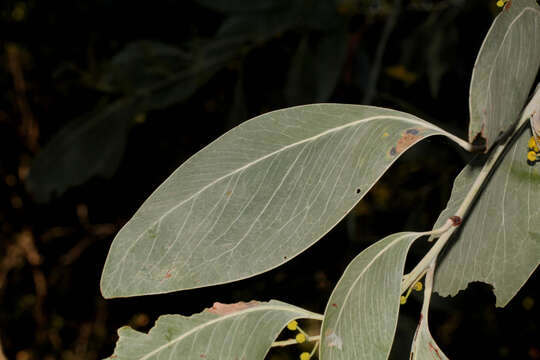 Imagem de Acacia bancroftiorum Maiden