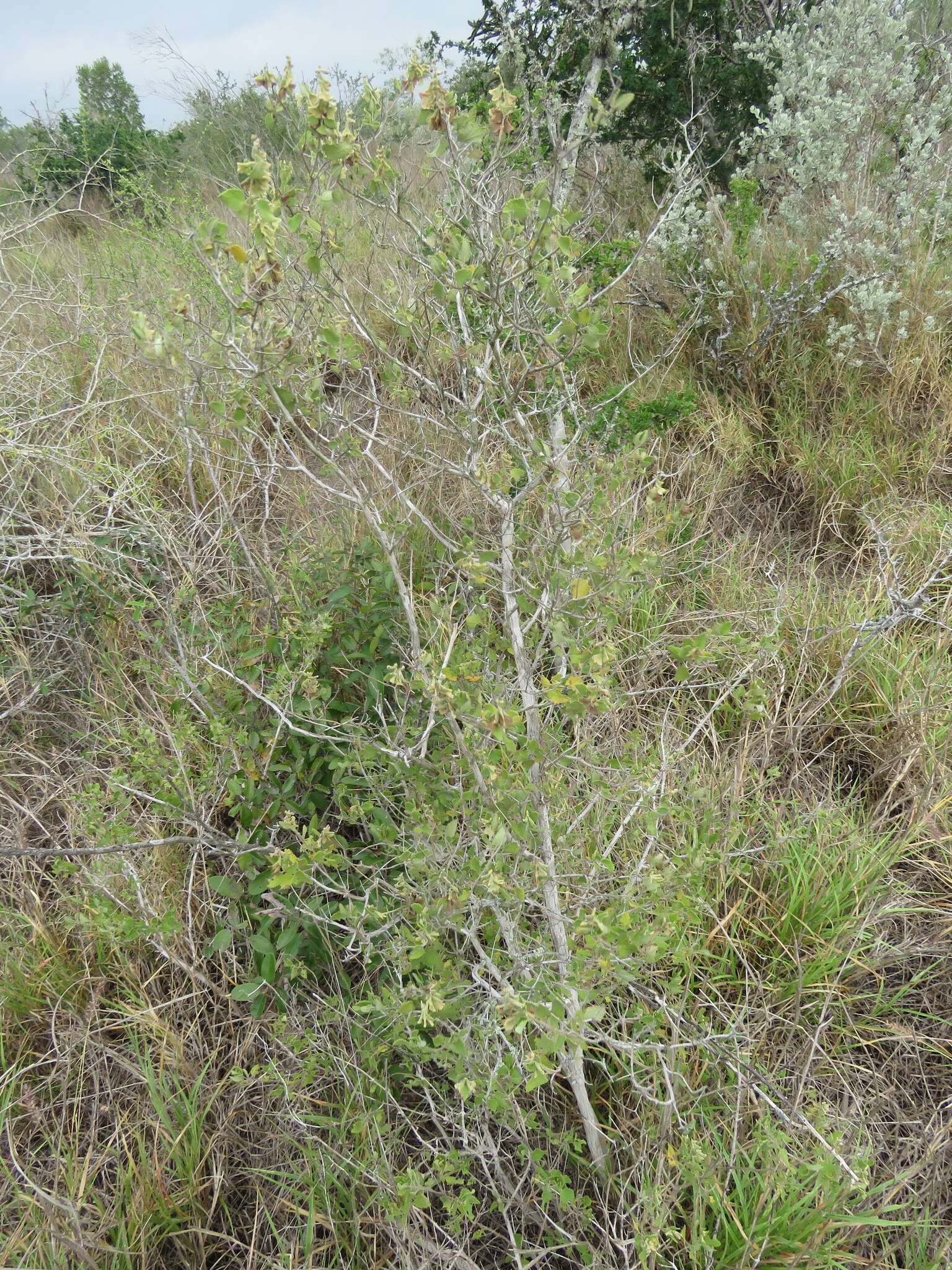 Image of shrubby blue sage