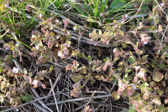 Image of false ivy-leaved speedwell