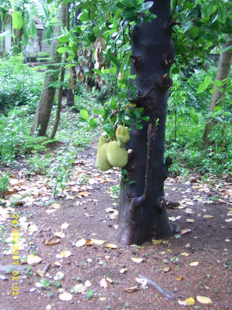 Image of jackfruit