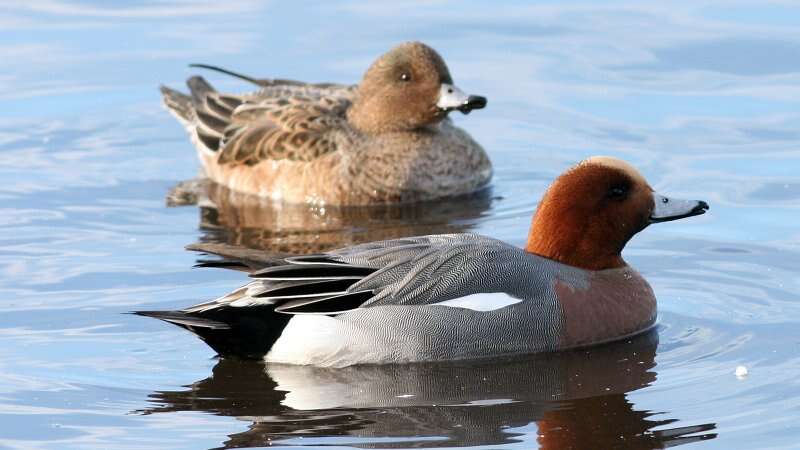 Image of Eurasian Wigeon