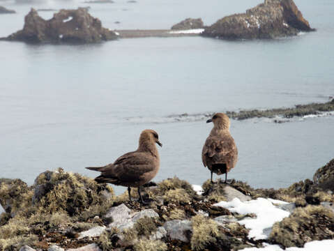 Image of South Polar Skua