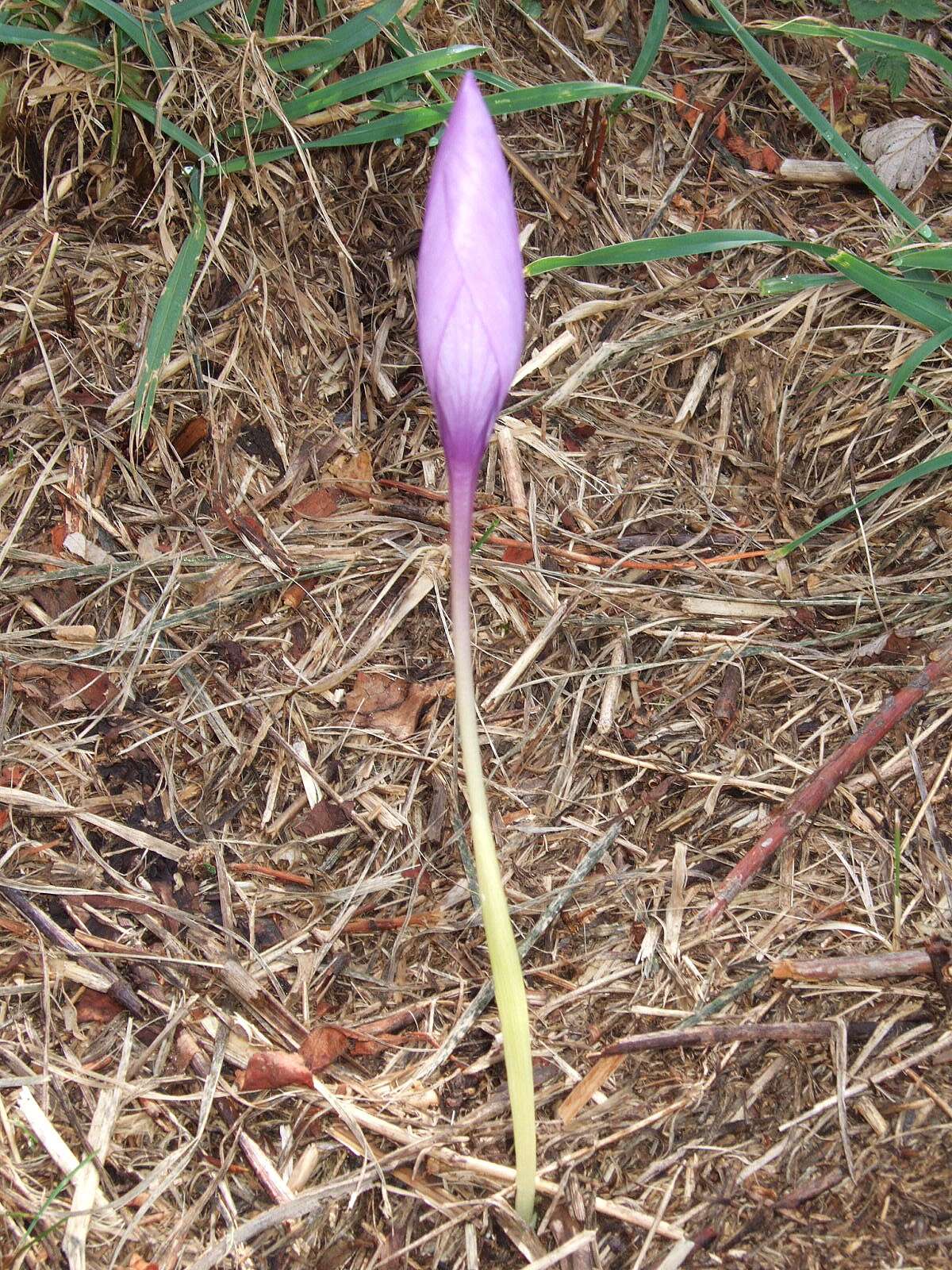 Crocus nudiflorus Sm. resmi