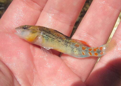 Слика од Etheostoma spectabile (Agassiz 1854)