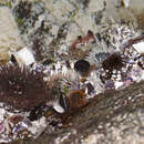 Image of Sandy anemone