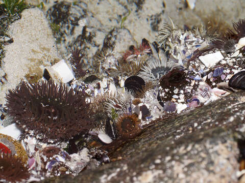 Image of Sandy anemone