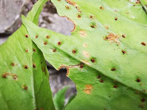 Image of Broad Halberd Fern