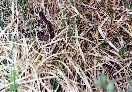 Image of Adder