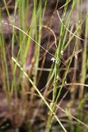 Imagem de Utricularia foveolata Edgew.