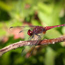 Sivun Erythrodiplax fusca (Rambur 1842) kuva