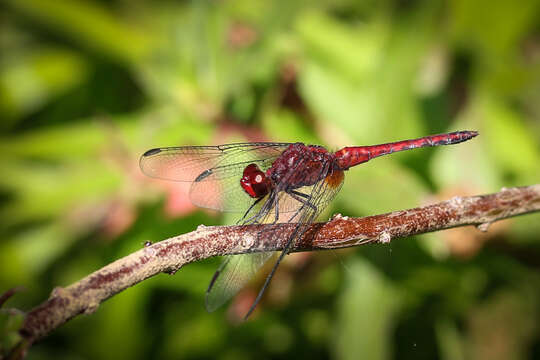 Image of Red-faced Dragonlet