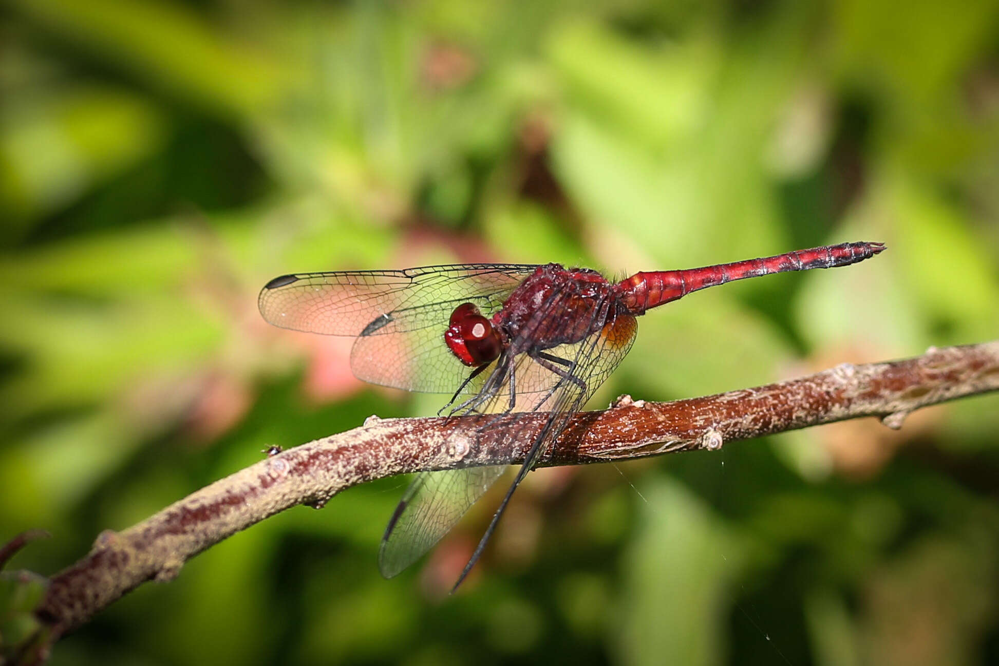 Imagem de Erythrodiplax fusca (Rambur 1842)