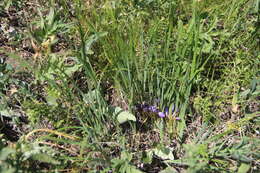 Image of Iris pontica Zapal.