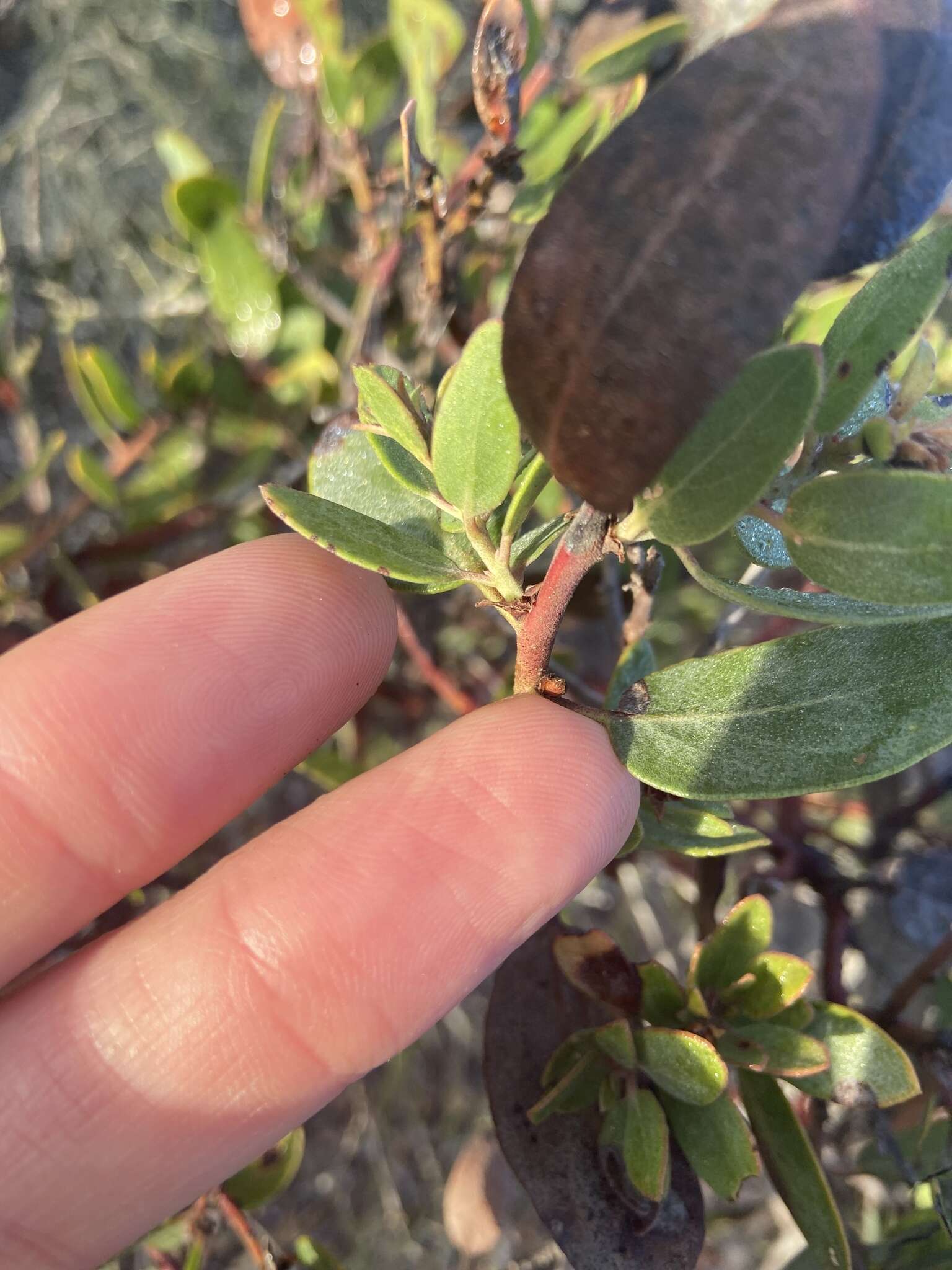 Image of Del Mar manzanita