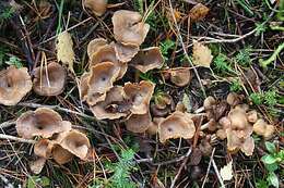 Image of Funnel Chanterelle