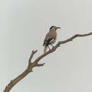 Image of Biddulph's Ground Jay