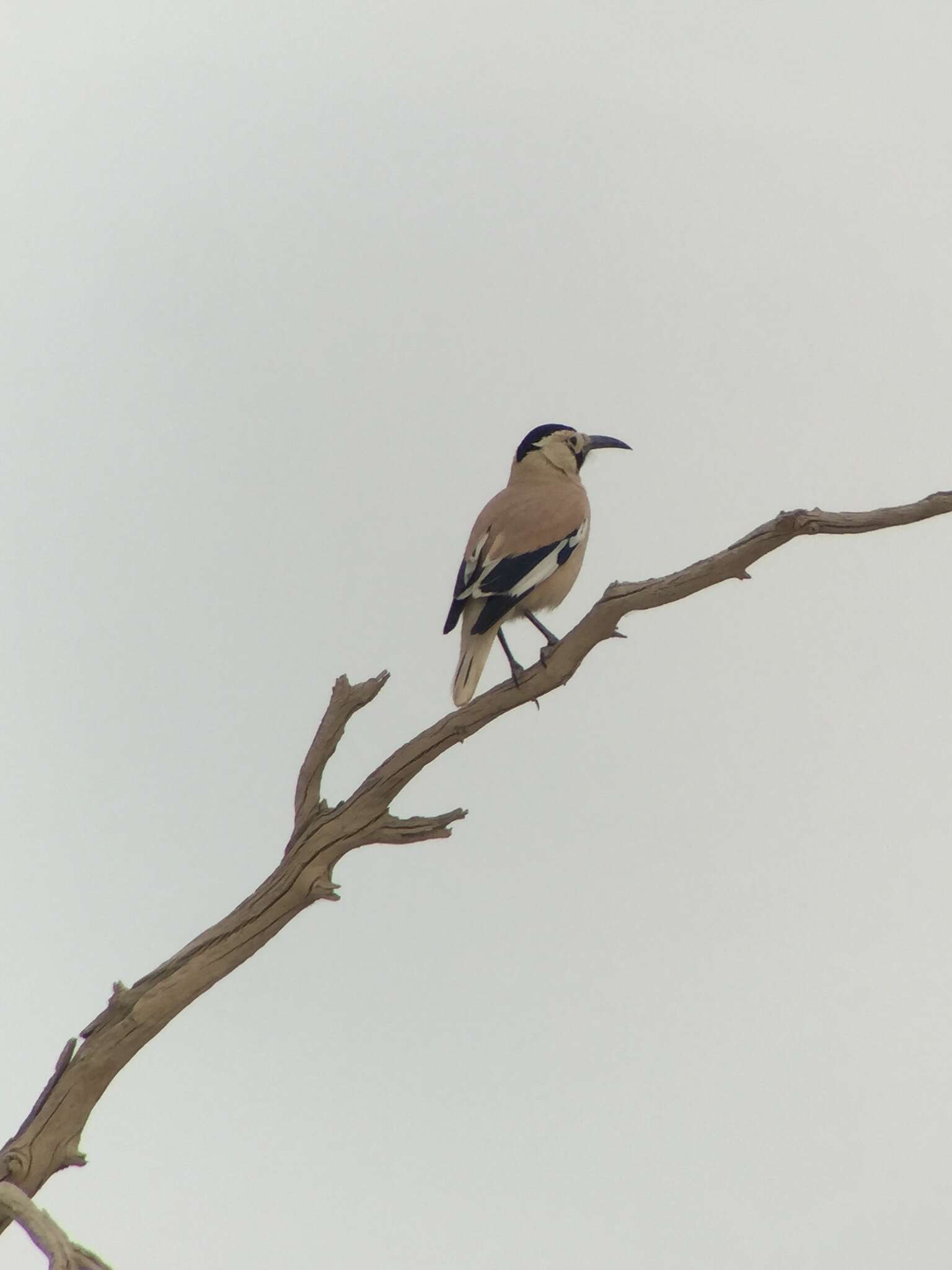 Image of Biddulph's Ground Jay