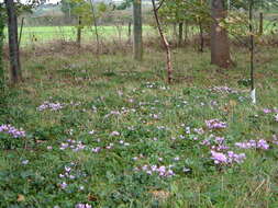 Слика од Cyclamen hederifolium Aiton