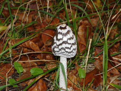 Imagem de Coprinopsis picacea (Bull.) Redhead, Vilgalys & Moncalvo 2001