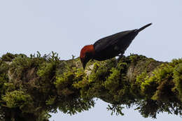 Image of Red-headed Malimbe