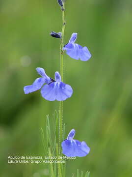 Image of slenderleaf sage