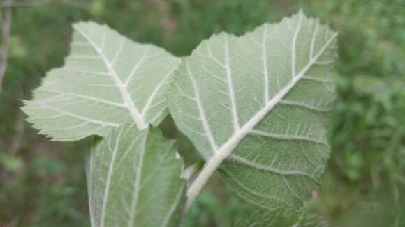 Image de Crataegus mollis var. texana (Buckley) Lance