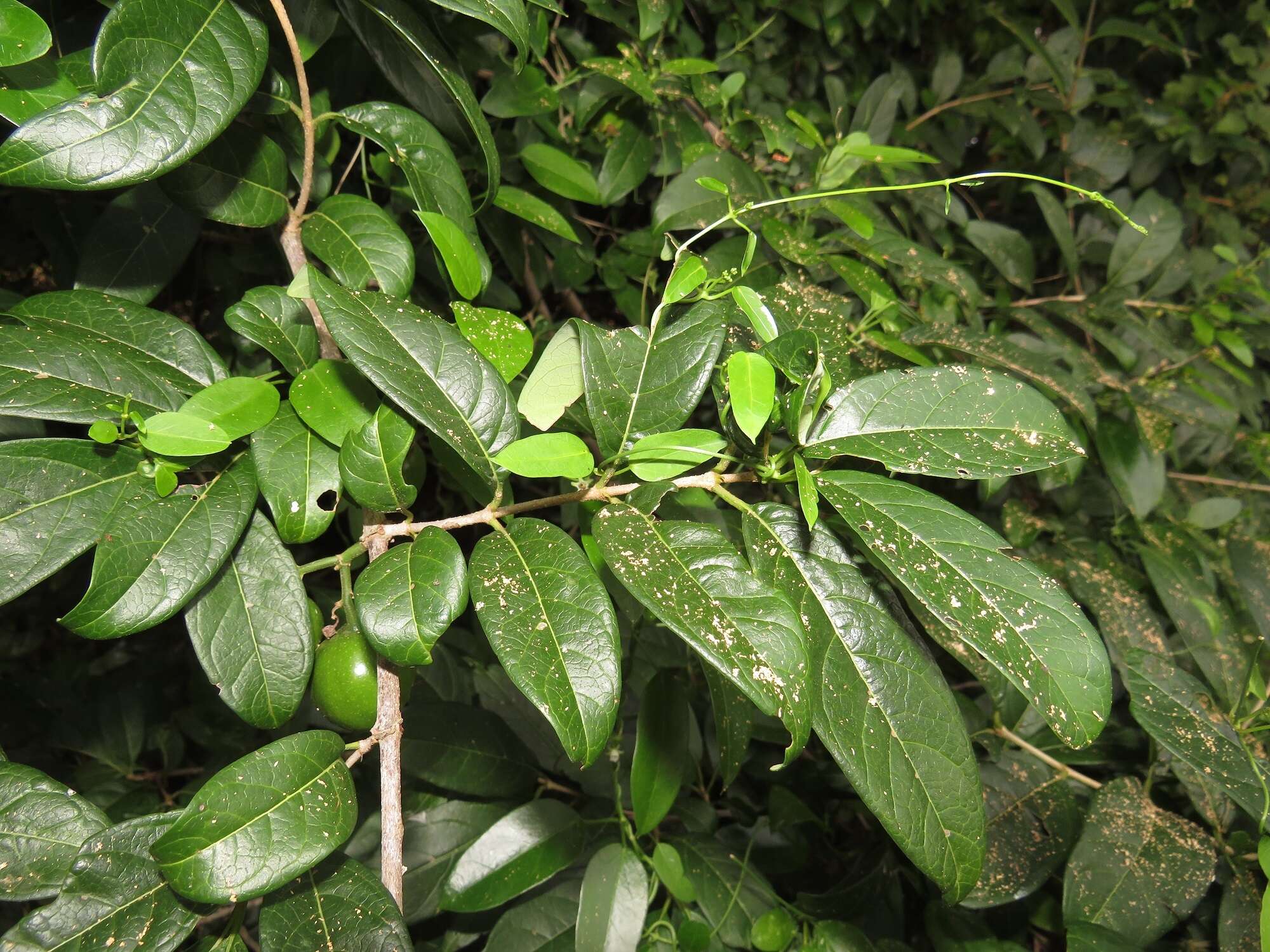 Image of Vangueria randii subsp. chartacea (Robyns) Verdc.