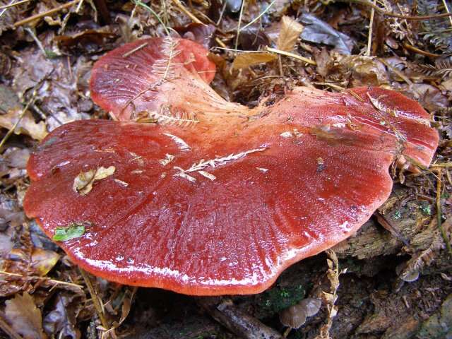 Image of Fistulinaceae