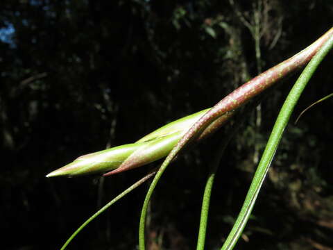 Image of Tillandsia butzii Mez