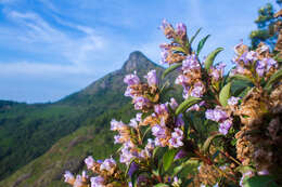 Strobilanthes kunthianus (Wall. ex Nees) T. Anders. ex Benth. resmi