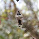 Image of Trashline orbweaver