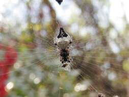 Image of Trashline orbweaver