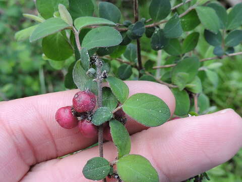 Image of coralberry