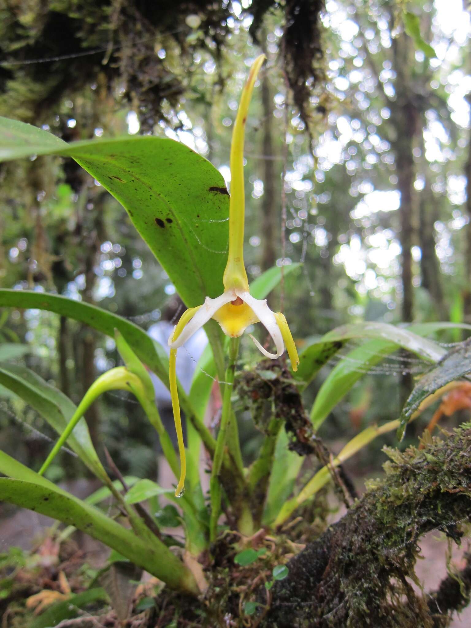 Image of Maxillaria arachnitiflora Ames & C. Schweinf.