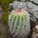 Image of Parodia ocampoi Cárdenas