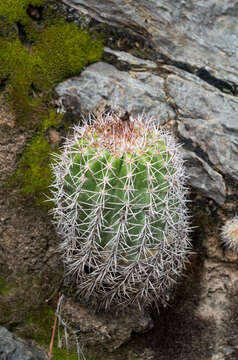 Image of Parodia ocampoi Cárdenas