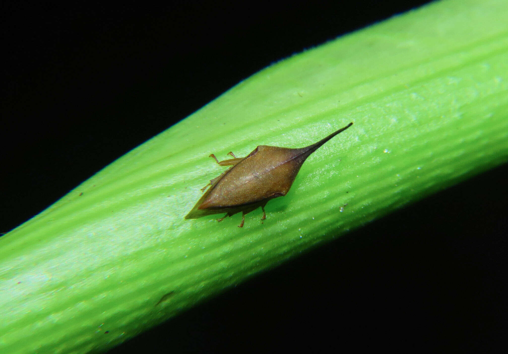 Image of Guayaquila gracilicornis Stål