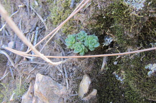 Imagem de Sedum cockerellii Britton