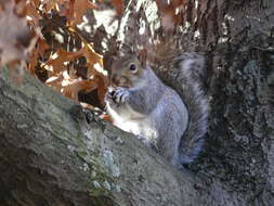 Image of Sciurus subgen. Sciurus Linnaeus 1758