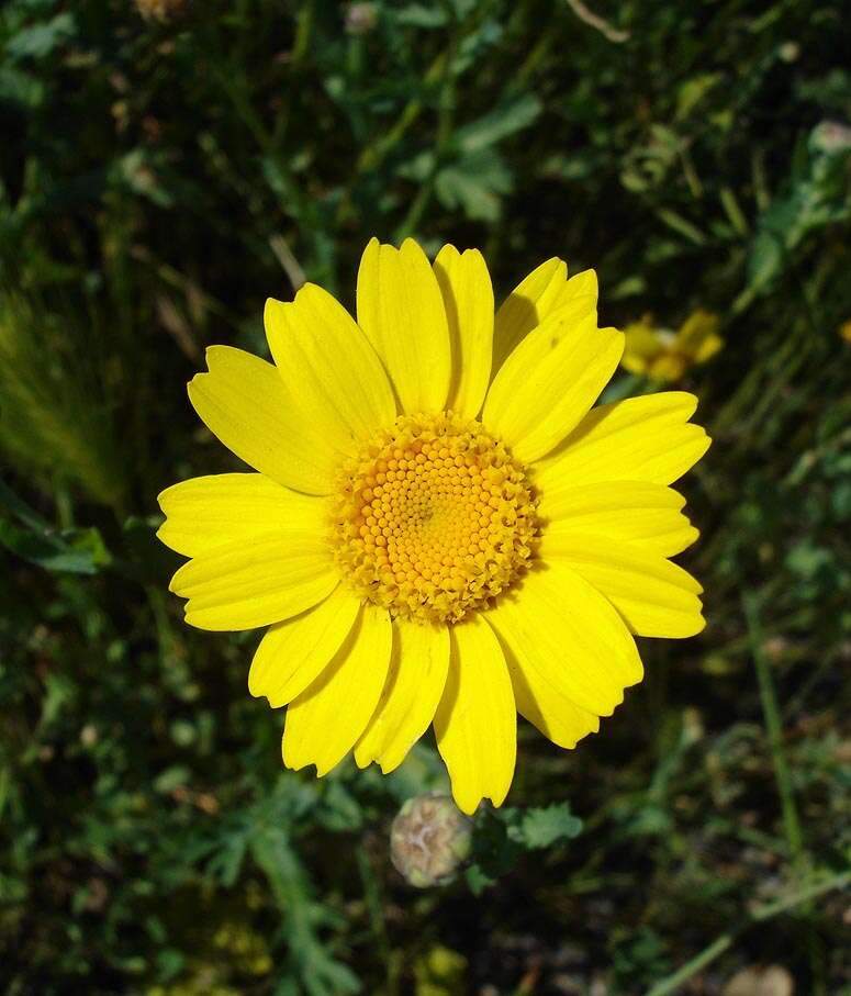 Image of corndaisy