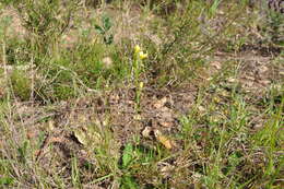 Image of Yellow centaury